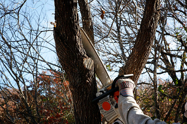 Best Emergency Tree Removal  in USA